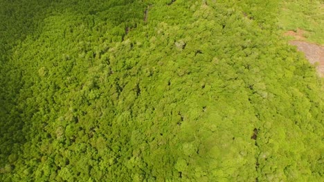 Aerial:-Zanzibar-mangrove-forest