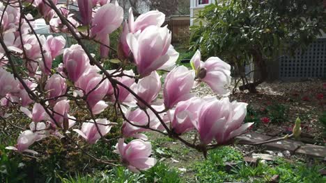 Pink-and-white-Japanese-magnolia-blooms-on-a-spring-day