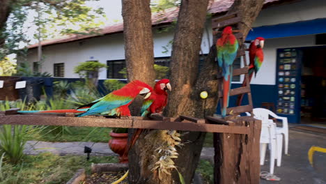 Gruppe-Von-Papageien,-Die-Um-Nahrung-Kämpfen,-Roter-Amazonen-Ara-Oder-Ara-Macao