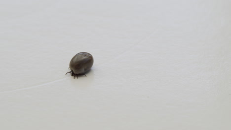 Tick-sucked-full-of-blood-moving-towards-the-camera-on-white,-isoltated-background