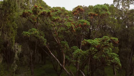 Un-Bosque-Verde-Y-Exuberante-En-Las-Laderas-Del-Monte-Kenia