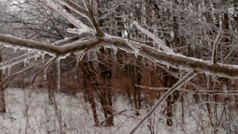 Closeup-of-fully-formed-icicles-on-tree-branches-in-nature-due-to-freezing-precipitation