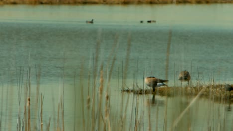 Two-beautiful-ducks-hanging-out-next-to-a-body-of-water-or-pond-relaxing-at-a-small-bird-refuge