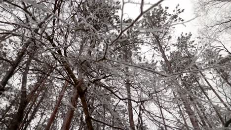 A-slow-vertical-up-movement-of-an-ice-covered-branch-revealing-ice-covered-tree-tops-and-a-cloudy-sky