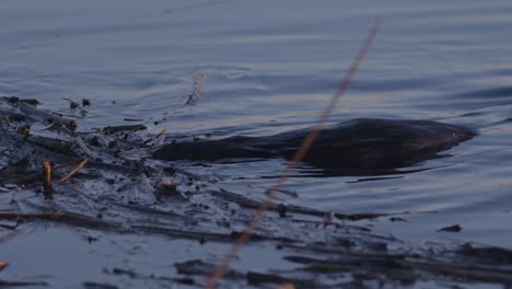Beaver-swimming-in-calm-lake-water-at-dawn-and-dusk