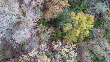 Aerial-footage-of-forest