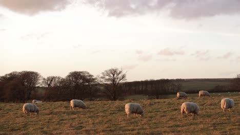 Schafe-Grasen-In-Der-Abenddämmerung-Auf-Einem-Feld