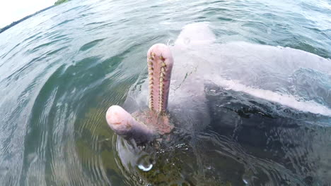 River-dolphin-swimming-upside-down-in-an-Amazon-river--Para--Brazil