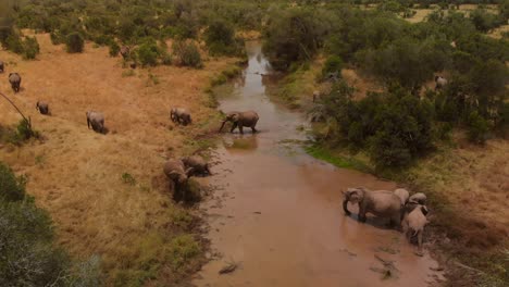 A-herd-of-elephants-crossing-a-river-in-Ol-Pejeta,-Kenya