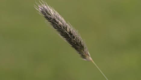 Einfaches-Hohes-Gras-Im-Brise-Makro