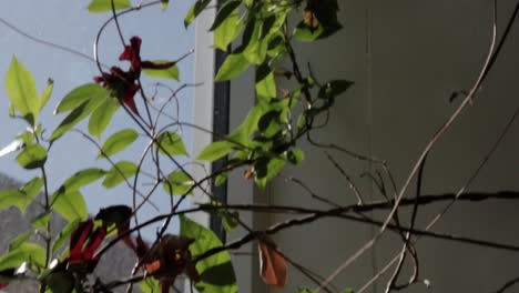 Close-up-shot-of-vines-from-a-house-plant-beside-a-window