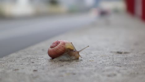 Small-snail-alone-on-concrete-wall-with-road-in-the-background,-moving-slowly-but-sped-up,-medium-close-up-still-shot