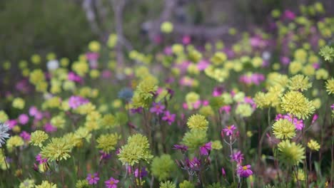 Meadow-of-colourful-Everlasting-Wildflowers-sway-in-the-wind-at-Coalseam-Conservation-Park-Slow-Motion