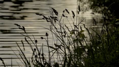 Tranquil-view-of-rippling-riverbank-at-dusk