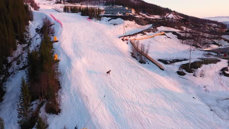 Luftaufnahme-Von-Elchen,-Die-Bei-Sonnenuntergang-Auf-Einer-Verschneiten-Skipiste-Spazieren-Gehen