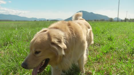 Golden-retriever-dog-walks-on-a-field-of-grass,-back-against-the-sun