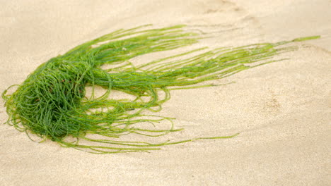 Algas-Verdes-Brillantes-En-Una-Playa-De-Arena