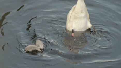 Cisne-Con-Cygnets-En-El-Río-Alimentándose