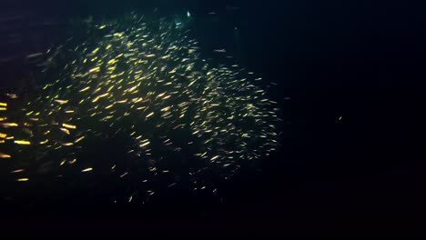 Night-hunting,-shoal-of-fish-in-the-darkness