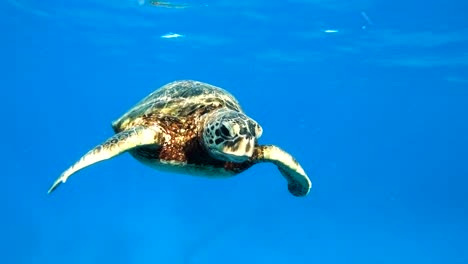4K-Zeitlupenaufnahme-Einer-Hawaiianischen-Meeresschildkröte,-Die-Anmutig-Auf-Die-Kamera-Zuschwimmt