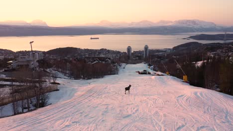 Aerial-view-of-moose-walking-in-snowy-ski-slope-during-sunset