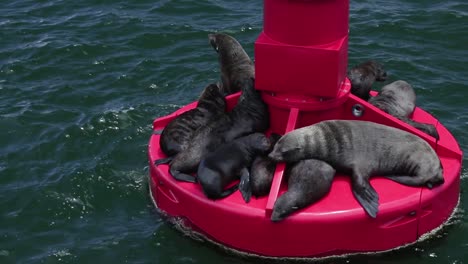 A-shot-of-an-ocean-buoy-with-seals-on-it