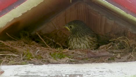 Junco-bird-in-a-nest-in-a-birdhouse