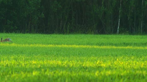 Brown-European-hare-in-a-green-barley-field-in-sunny-summer-evening,-wide-shot-from-a-distance