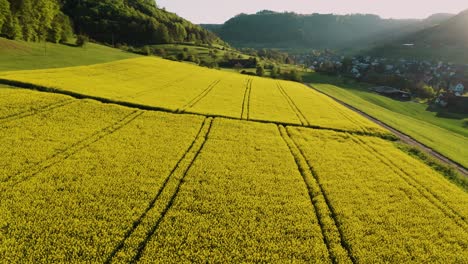 flying-close-over-very-yellow-rapeseed-field-during-springtime,-aerial-view-of-flower-field-with-tractor-lines-and-path-for-people,-switzerland