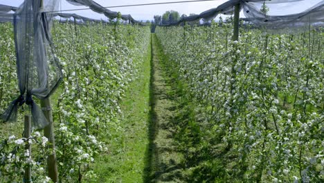 Wide-shot-of-an-apple-plantation-at-lake-constance-in-Germany