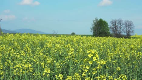 Campo-De-Flores-Amarillas-Panoramización-A-La-Derecha-Con-Cielo-Azul-Y-Montañas-En-El-Fondo