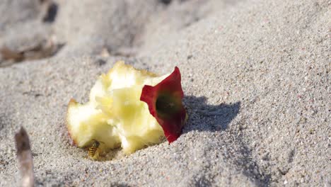 Close-shot-for-a-wasp-hovering-over-a-left-over-apple-fruit-on-sand-beach