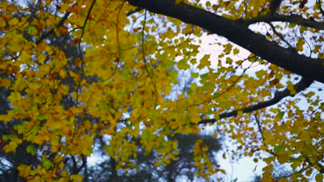 Gelbe-Blätter-Im-Herbstpark,-Die-Sich-In-Den-Bäumen-Wiegen