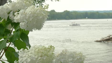 Nahaufnahme-Von-Weißen-Hortensienblüten,-Die-Sich-Im-Wind-Wiegen,-Während-Im-Verschwommenen-Hintergrund-Ein-Vorbeifahrendes-Motorboot-Stromaufwärts-Fährt