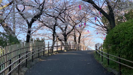 An-atmosphere-of-Hanami-with-fuchsia-cherry-blossoms,-paper-lamps-and-trails-railing-at-Asukayama-Park