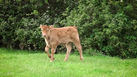 A-very-young-calf-exploring-a-hedge-and-field-not-far-from-mother