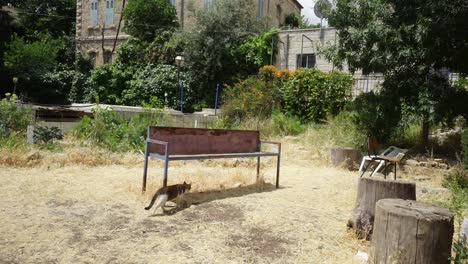 Cat-enter-shade-under-an-outdoor-metal-rusty-bench-in-local-Jerusalem-garden