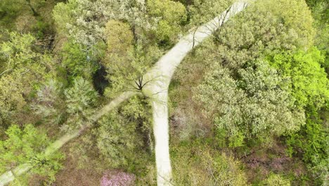 A-birds-eye-view-over-a-small-trail-in-the-forest