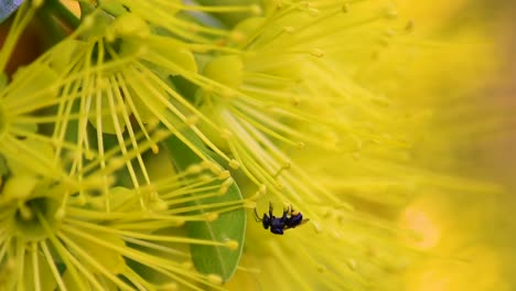 Zwei-Australische-Schwarze-Bienen-Mit-Pollengefüllten-Corbiculae-Auf-Einer-Gelben-Blume