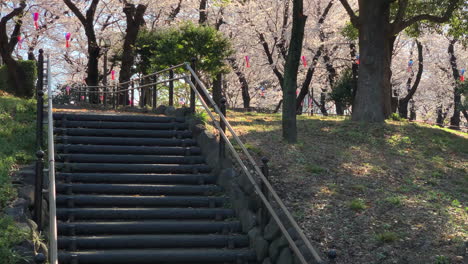 Isolated-Asukayama-Park-trails-with-fuchsia-cherry-blossoms,-paper-lamps-and-a-stone-stair-in-the-front