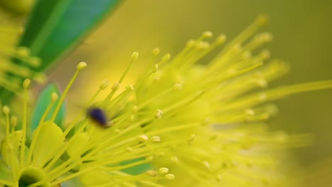 Eine-Einzelne-Australische-Schwarze-Biene-Mit-Pollengefüllten-Corbiculae-Schwebt-Um-Eine-Gelbe-Blume