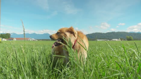 Golden-Retriever-dog-standing-idle-in-a-field-of-tall-grass