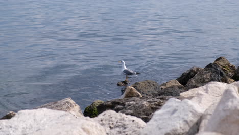 Wide-shot-of-seagull-relaxing-on-a-stone-watching-the-sea