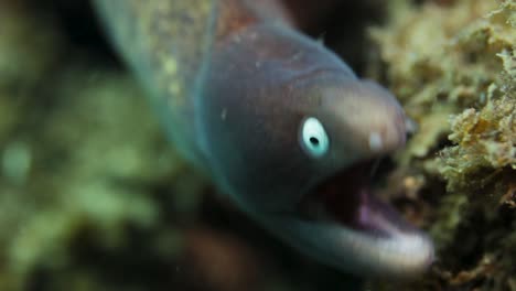 Underwater-video-of-a-eel-moving-about-underwater