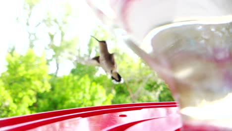 The-best-close-up-of-A-tiny-fat-humming-bird-with-brown-feathers-flying-in-to-a-bird-feeder-in-slow-motion-and-taking-a-few-drinks-and-resting