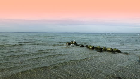 Seagul-on-the-beach-rock-under-a-pink-sky