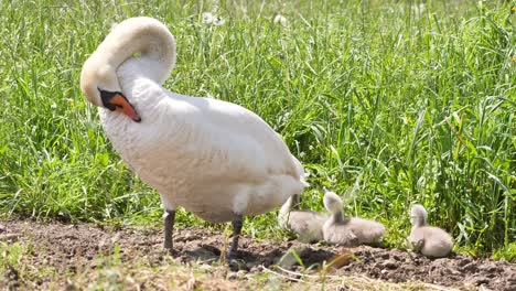 Mother-with-a-swatter-of-cute-young-swans-eating-on-plants-at-the-field