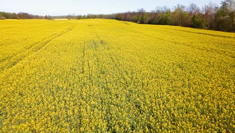 Aerial-Shot-Of-Yellow-Canola-Fields