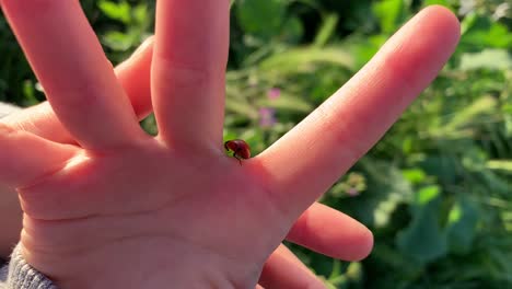 Ein-Leuchtend-Roter-Marienkäfer,-Der-Auf-Einer-Kleinen-Hand-In-Einer-Naturumgebung-Im-Freien-Kriecht