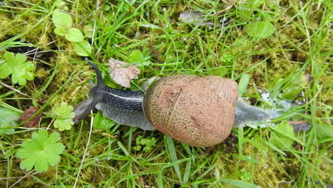 Closeup-of-snail-sliding-on-grass-and-moss-,-spiral-house-shell